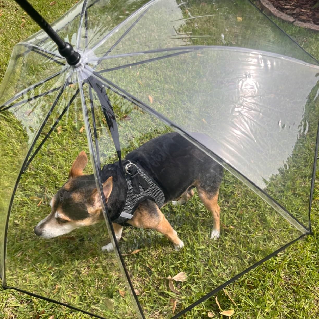 Dog Umbrella for Small Dogs, Clear Dog Umbrella Leash, Rainproof Waterproof, Doggy Walking Rain Umbrella with Adjustable Leash, Small Puppy Outdoor Rain Gear
